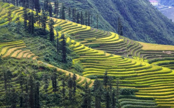 Vietnam flights - Lonely