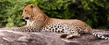 A leopard resting in the Yala National Park. Photo credit Buddhika Gammudali.