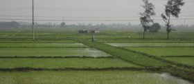 a rice paddy in vietnam
