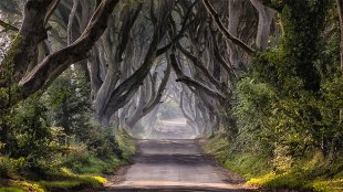 An avenue of Beech trees that has become known as the Dark Hedges. The 300 trees have grown to form this majestic archway over the road.