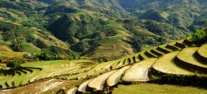Asia: Rice Fields