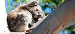 South East Queensland: Stradbroke Island