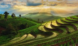 Thailand-ChiangMai-RiceFields