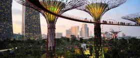 The vertical gardens known as Supertrees in the Gardens by the Bay.