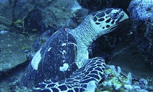 Turtle on the Master Divers trip in Thailand