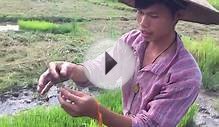 Episode 5: Busabout Asia, Laos adventure. Rice farm