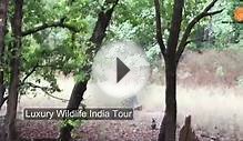 Luxury Wildlife Tour by Indo Asia Tours