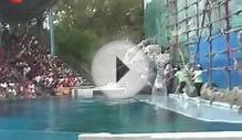 Singapor And Malaysia tour Dolphin Water Show